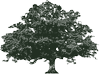 LIVE OAK LIVE OAK