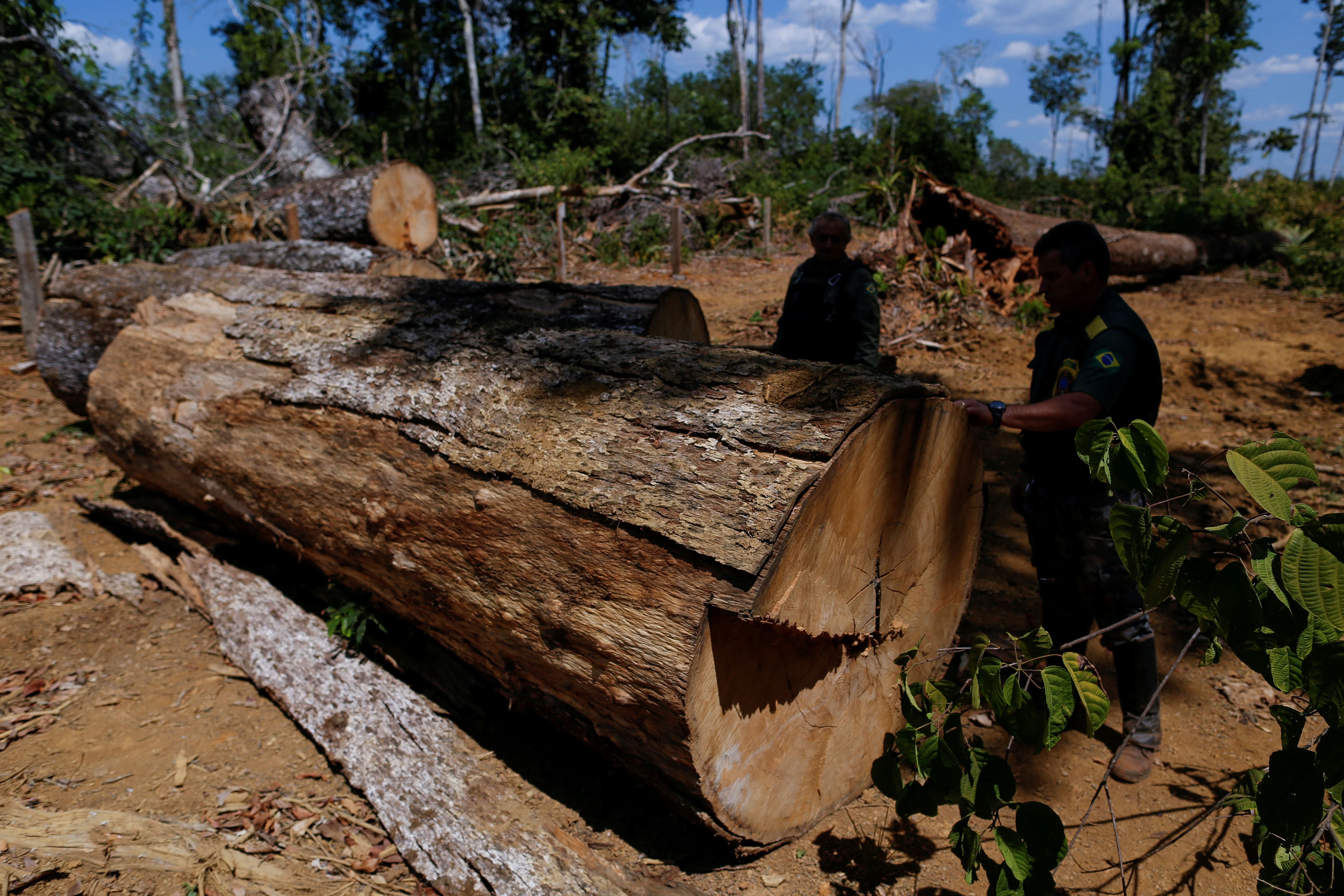What the COP30 climate summit in the Amazon delivered for forests and Indigenous people