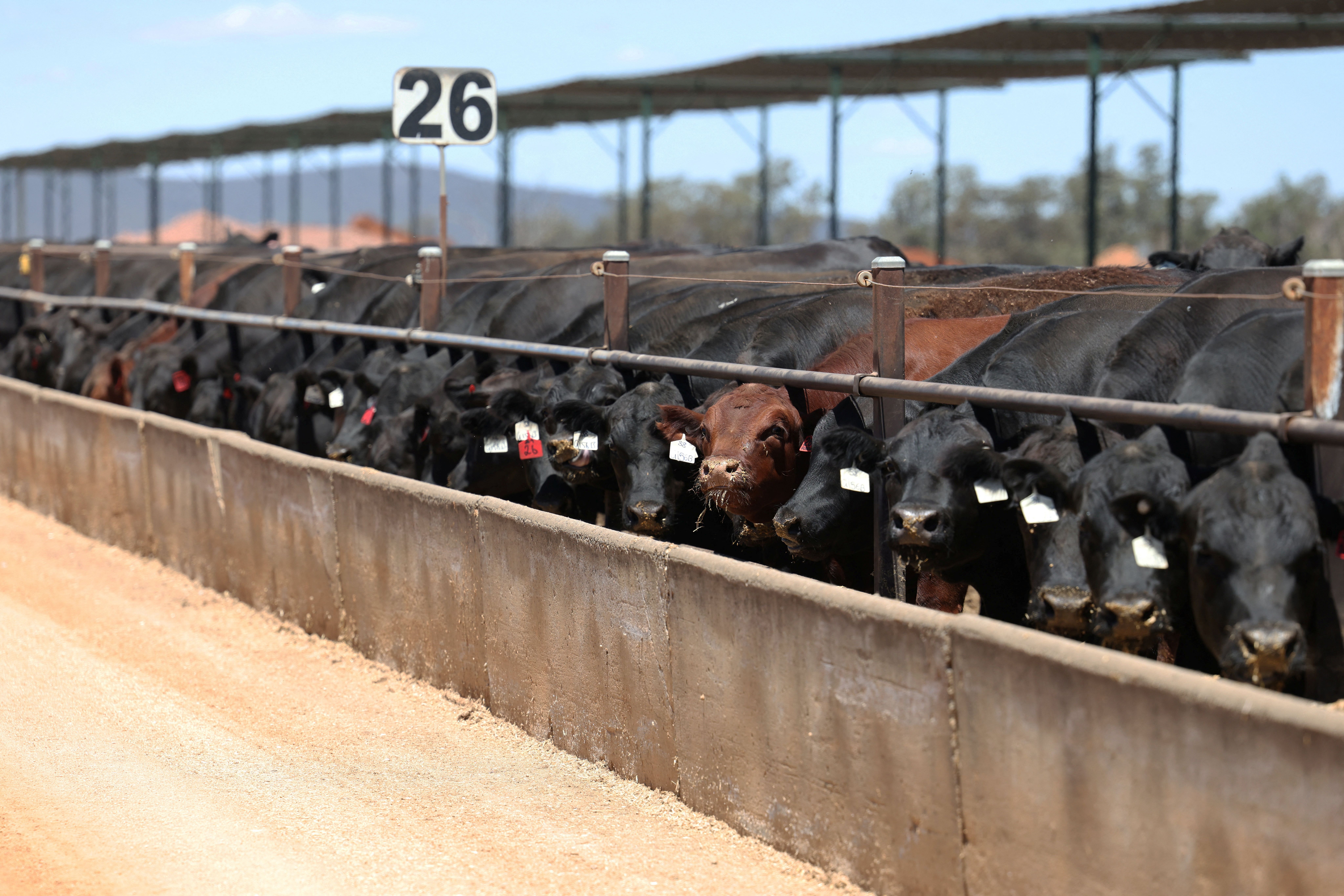 Australia amplía sus exportaciones de carne de vacuno alimentada con grano mientras la producción estadounidense disminuye – MarketScreener España