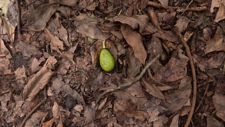 Avocado goldrush links US companies with Mexico's deforestation disaster