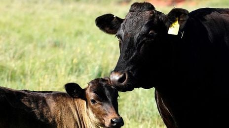 Economists doubt Trump outlook that US will sell 'so much' beef to Australia